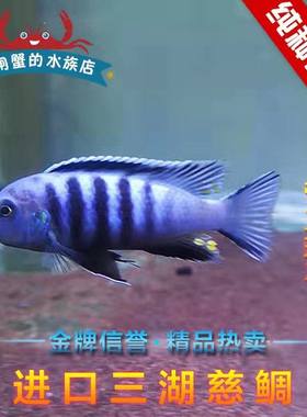 三湖帝王活体三湖慈鲷