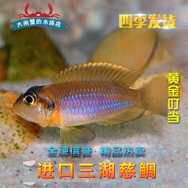台系进口三湖慈鲷 坦鲷 卷贝 黄金叮当鱼 黄金叮当 超黄 活体