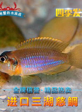 台系进口卷贝黄金叮当鱼活体坦鲷