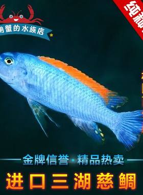 台湾进口三湖慈鲷三湖松比西红顶