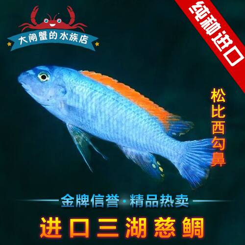 台湾进口三湖慈鲷三湖松比西红顶