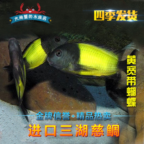 台系进口三湖宽带蝴蝶厘米鲷鱼