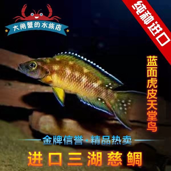 非洲天堂鸟虎皮蓝面三湖慈鲷