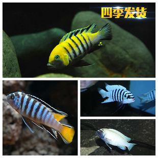紫罗兰 特蓝斑马 包邮 王子活体 进口三湖慈鲷岩栖类马鲷麦森斑马
