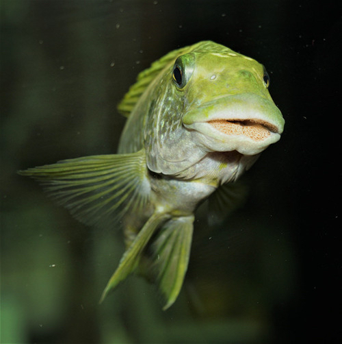 三湖慈鲷坦鲷绿龙王鲷龙王鲷热带鱼观赏鱼