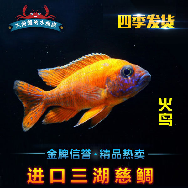 鱼进口台系三湖慈鲷火鸟德国