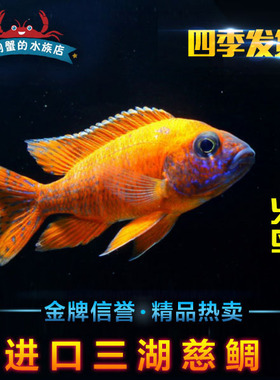 【买五送一】进口台系三湖慈鲷 坦鲷 马鲷 火鸟鱼 德国红 观赏鱼