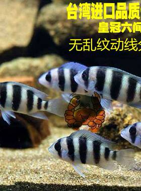 进口六间伊巴卡布隆迪包邮坦鲷