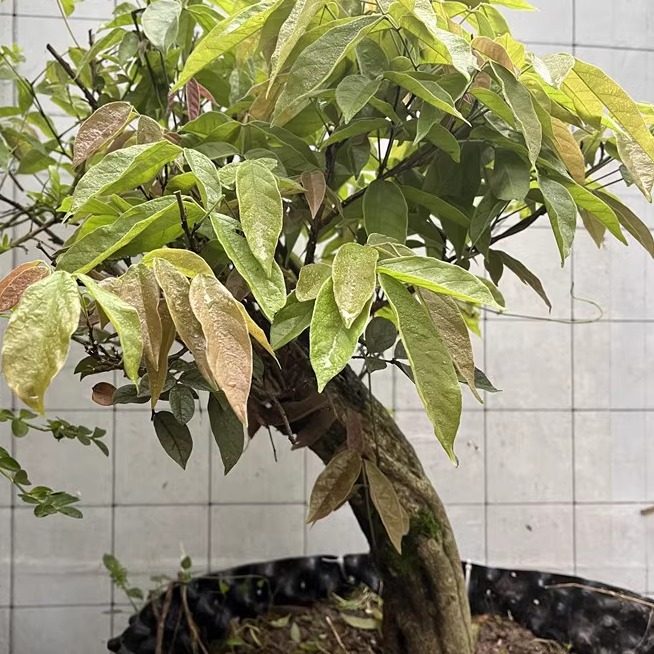 熟桩鸡血藤种植苗净化空气盆景庭院