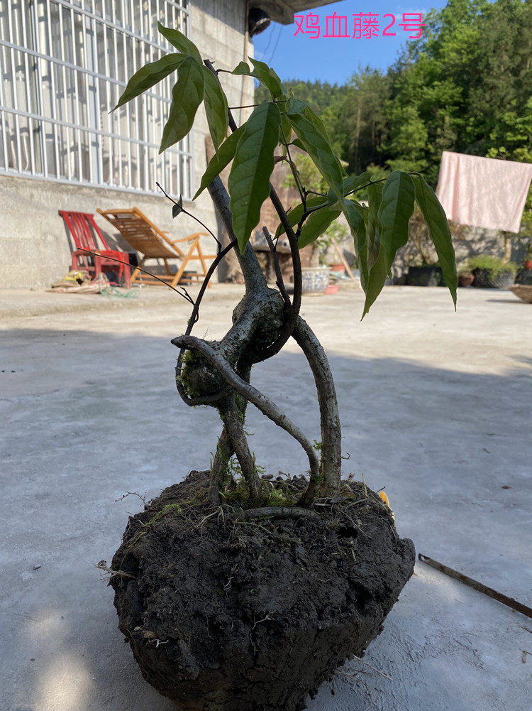 熟桩鸡血藤种植苗净化空气盆景庭院瓜子黄杨