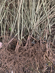 神豆腐树苗臭黄荆树苗观音豆腐鬼豆腐斑鸠叶树苗豆腐树叶豆腐柴