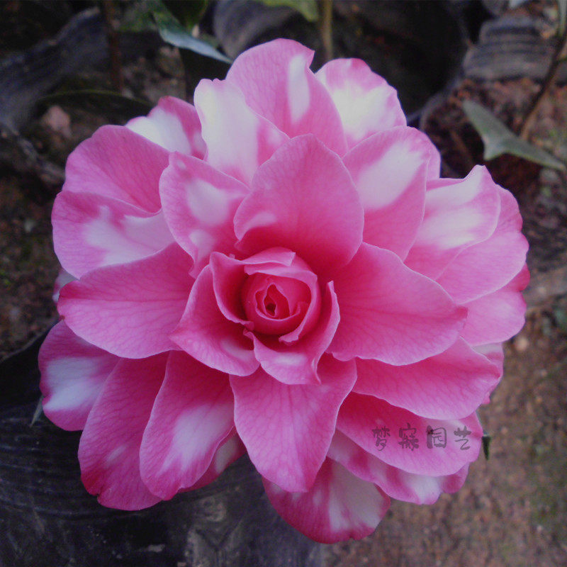 精品热销斑砂金莎莉小姐盆栽茶花苗室内阳台庭院绿植净化空气包邮