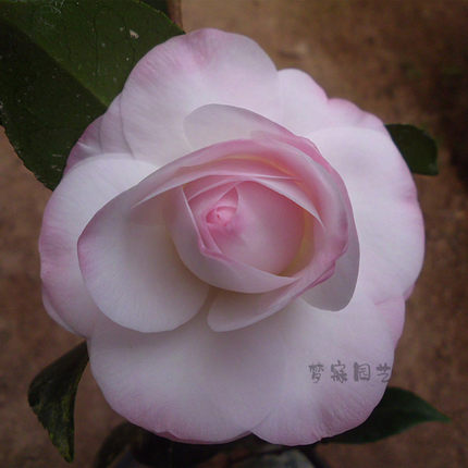 福建龙岩精品花卉康寿桃  美琳达盆栽茶花苗庭院阳台耐寒绿植包邮