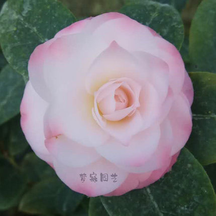 福建精品超值花卉 幸福女神 心愿盆栽茶花苗室内庭院阳台绿植包邮