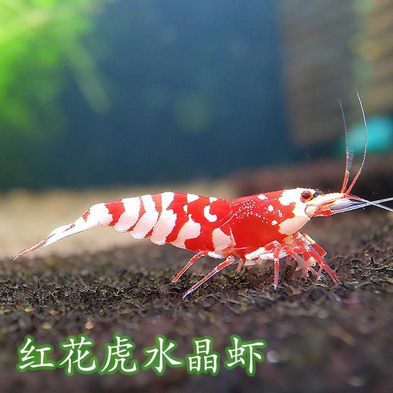 红花虎水晶虾红花虎观赏虾