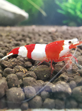 红白水晶虾 白区三段红白 白驱观赏虾观赏虾活体草缸工具除藻虾