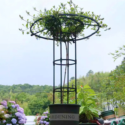 伞形花架爬藤架爬藤植物固定支架铁线莲月季家用户外庭院蘑菇头
