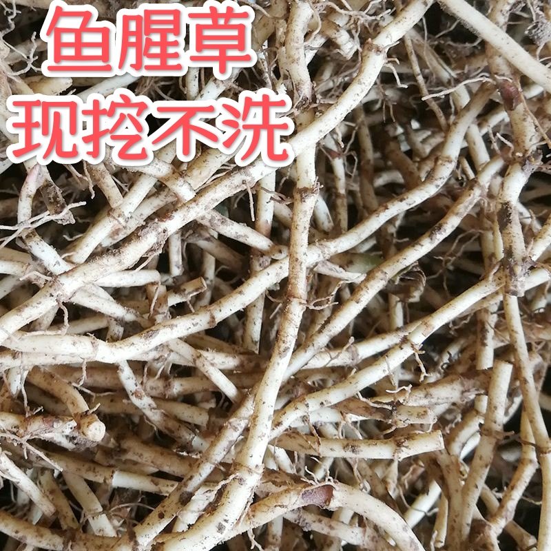 折耳根盆栽绿植花卉四季蔬菜凉拌