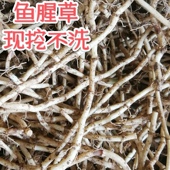 2斤鱼腥草新鲜带泥节节根折耳根当季 时令蔬菜凉拌菜开胃菜火锅