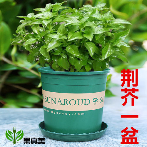 新鲜荆芥菜苗蔬菜盆栽苗