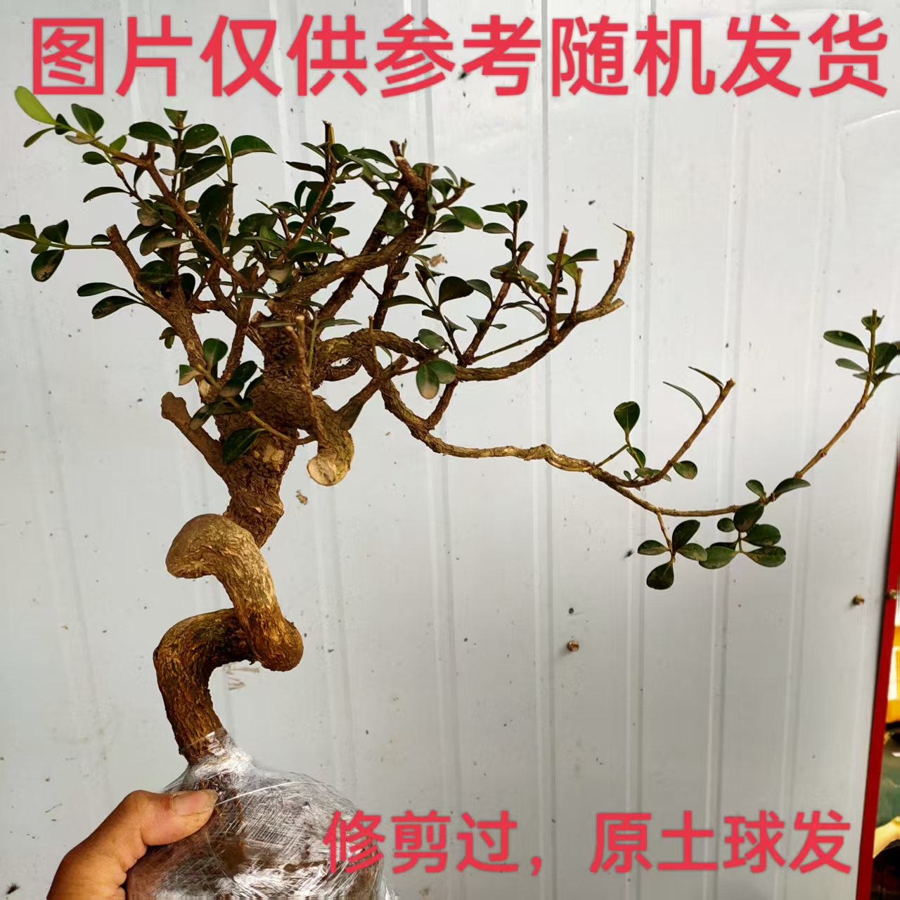 盆景素材苗瓜子黄杨童子功造型弯主干定型不带铝丝小品盆景素材苗