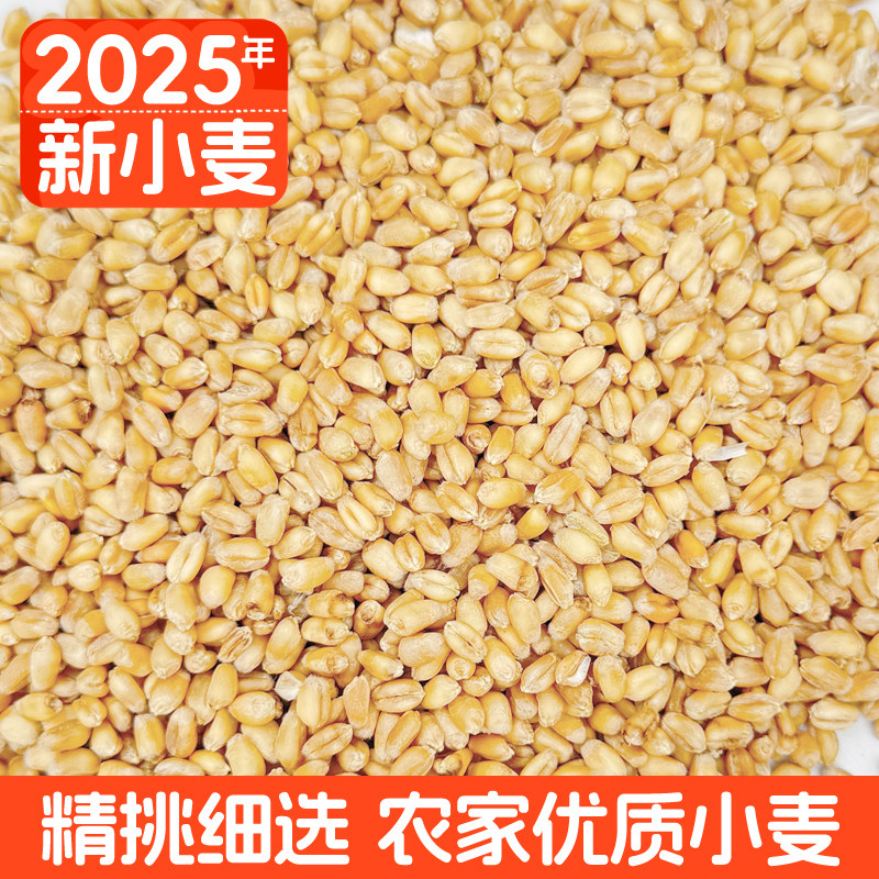 2025年新小麦粒农家带皮小麦磨面粮食发芽猫草喂鸽子鸡鸟带皮麦子,粮油调味/速食/干货/烘焙,特色米/面粉/杂粮,淘宝优惠券,粉丝福利购,淘宝优惠卷