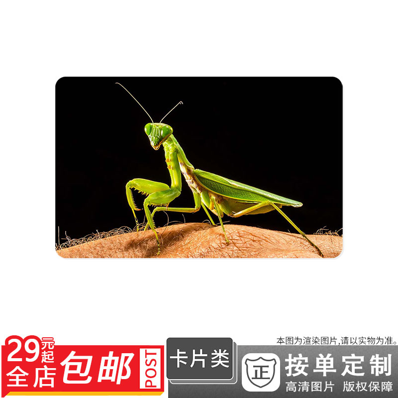 233164 蝗虫螳螂绿色昆虫捕鱼蝗虫背螳螂卡贴双面卡单面卡防晒