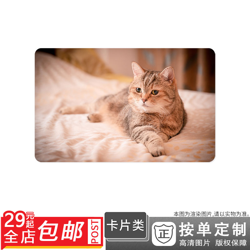 536182 凝視動物可愛可爱趴着慵懒的猫咪卡贴双面卡单面卡防晒