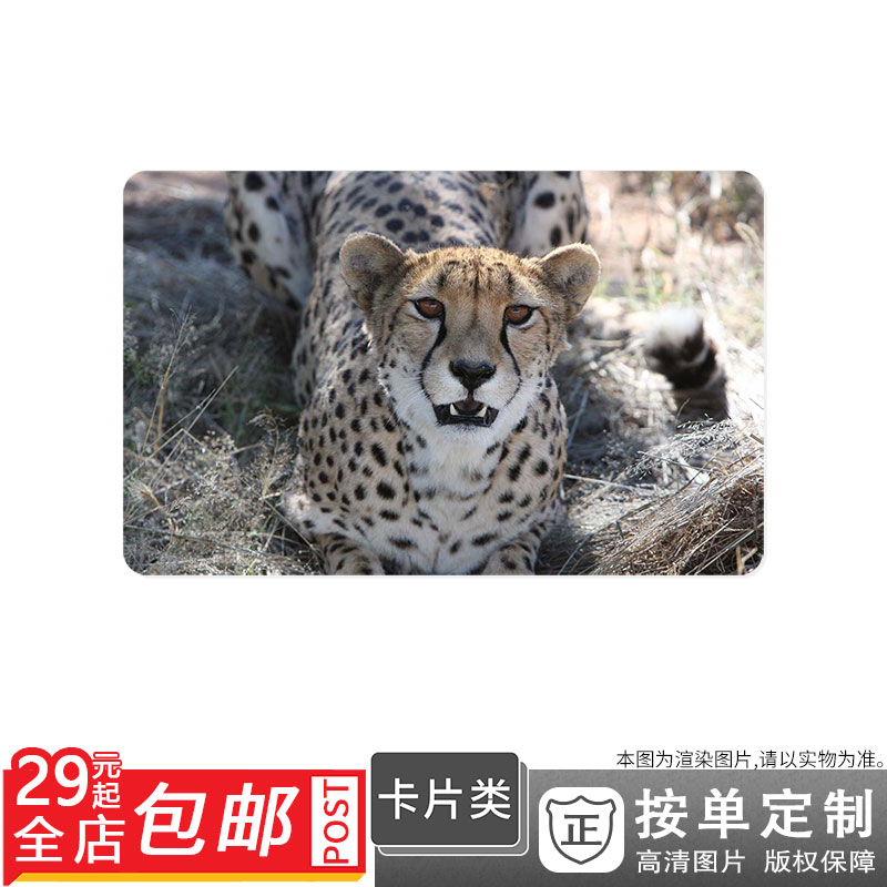 500265270 野外野生动物豹猛兽动物猎豹凶猛卡贴双面