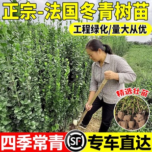 冬青围墙篱笆植物直立大叶北海道黄杨苗冬青树苗四季绿化苗木绿篱