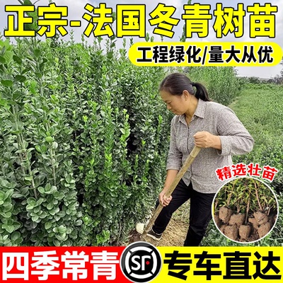 常绿耐寒大叶冬青北海道黄杨苗