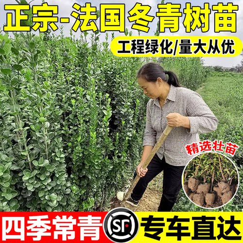 常绿耐寒大叶冬青北海道黄杨苗