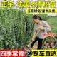 冬青围墙篱笆植物直立大叶北海道黄杨苗冬青树苗四季 绿化苗木绿篱