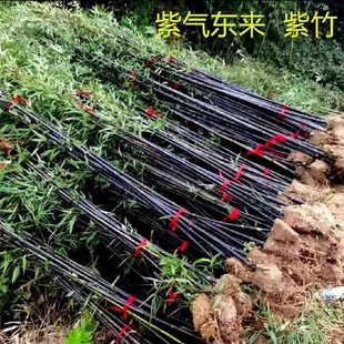 竹子苗批发庭院盆栽耐寒紫竹金镶玉罗汉竹黄金竹四季青竹户外种植