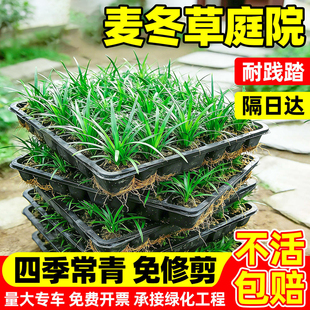 日本矮麦冬草苗耐寒别墅庭院园林绿化草坪植物带土麦冬草苗玉龙草