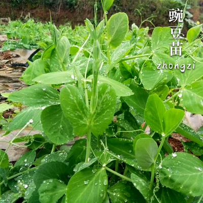 肥仔三号豌豆豆种豆苗苗种种子尖蔬菜孑甜豌豆种籽无须菜种秋专吃