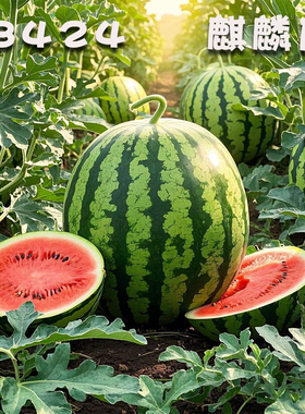 早佳8424麒麟西瓜种子种籽特大美都瓜高产春季嫁接苗秧孑大全秧苗