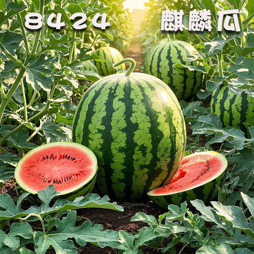 正宗特大高产早熟四季西瓜种子