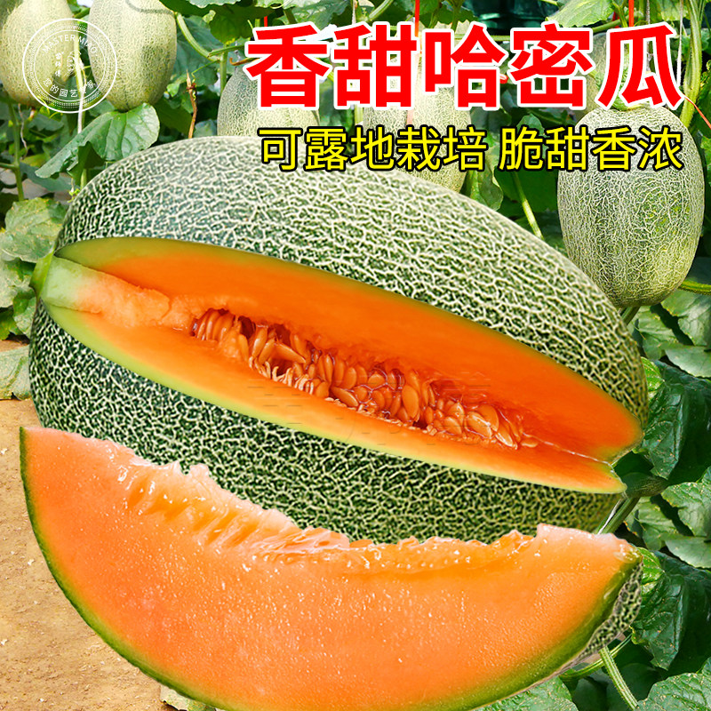 超甜哈密瓜种子南方新疆哈蜜瓜种籽苗网纹甜瓜籽香瓜苗瓜种孑瓜苗