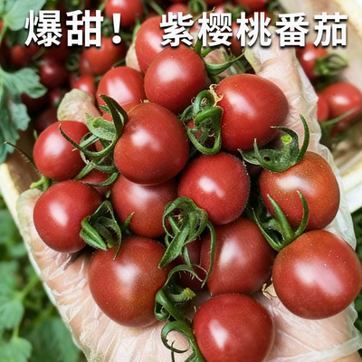 梦想紫樱桃小番茄西红柿紫色超甜口感圣女果苗蔬菜苗秧苗孑苗秧