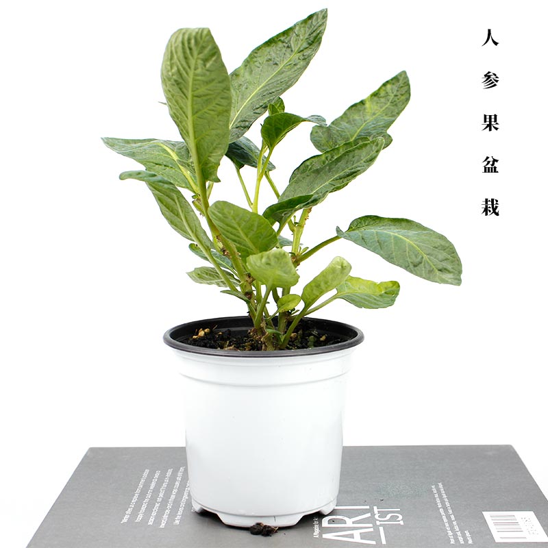 人参果树苗人参树果苗人生果苗小苗种子四季盆栽观赏带土穴盘苗孑