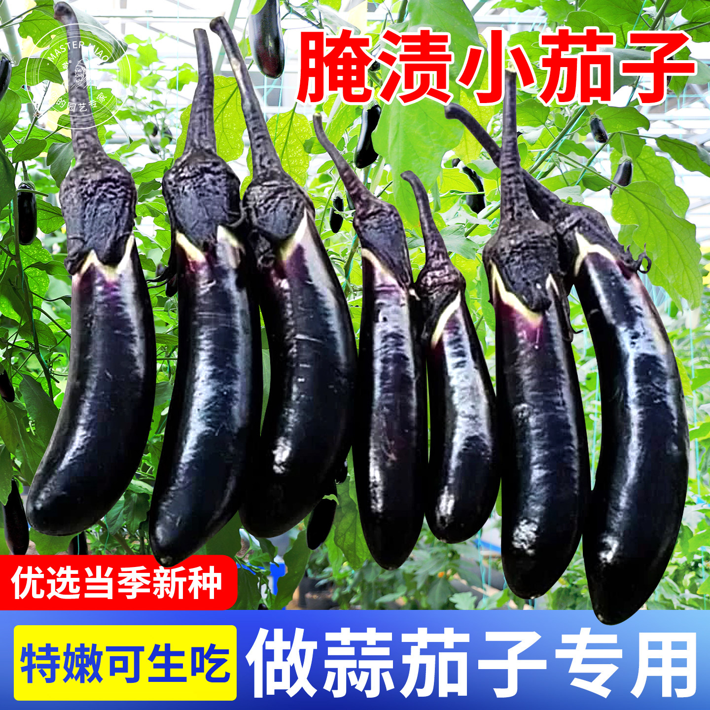 锦农 锦州腌渍小茄子种子 腌渍咸菜专用小拇指茄子籽春季蔬菜菜籽