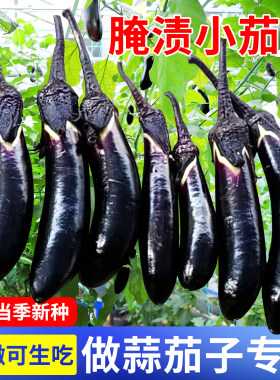 锦农 锦州腌渍小茄子种子 腌渍咸菜专用小拇指茄子籽春季蔬菜菜籽
