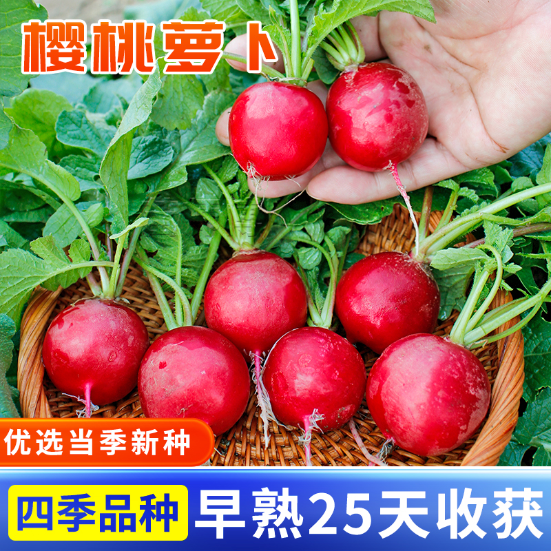蔬菜水果阳台盆栽新鲜樱桃萝卜