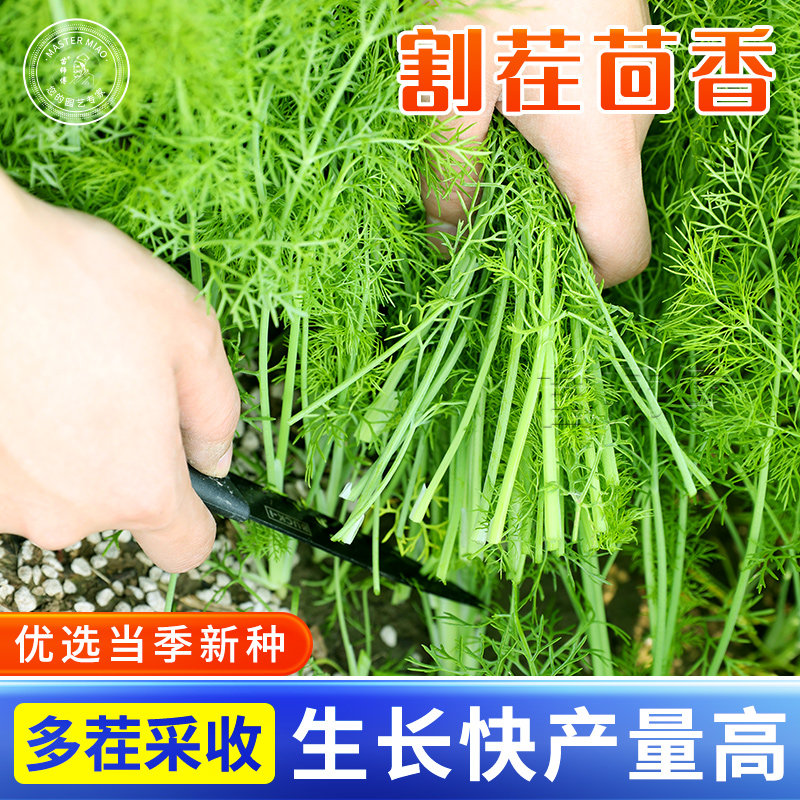 割茬茴香种子耐寒小回香苗菜种籽南方阳台盆栽籽种蔬菜菜籽孑带根,鲜花速递/花卉仿真/绿植园艺,家庭园艺种子,淘宝优惠券,粉丝福利购,淘宝优惠卷