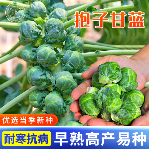 紫色孢子甘蓝种籽富兰克林