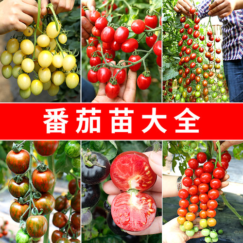 西红柿种籽千禧圣女果种子矮生番茄秧苗盆栽蔬菜苗孑果苗大全菜苗