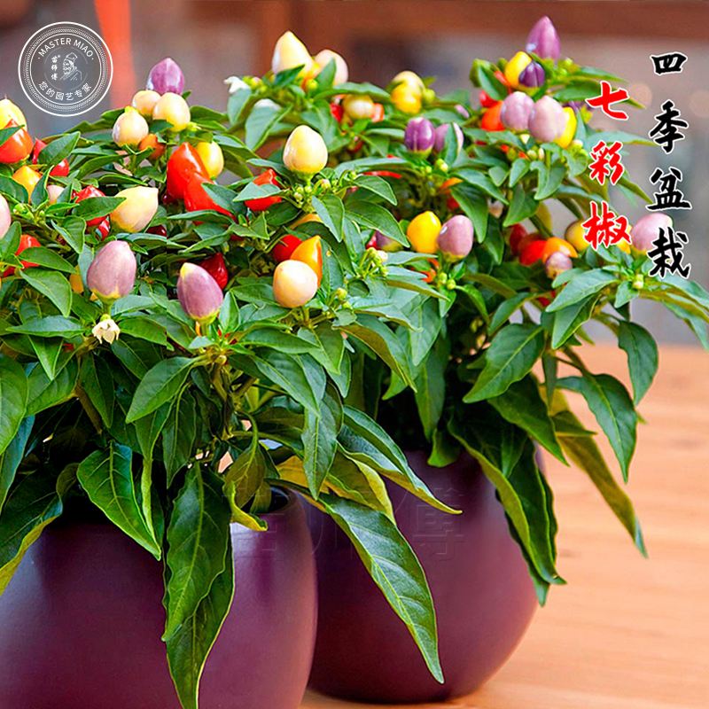 泡椒种子五彩椒七彩多彩辣椒籽