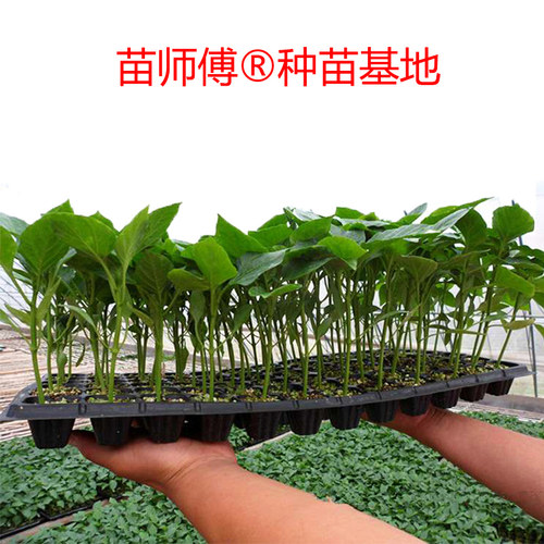广东菜苗番茄茄子苗秧丝瓜西红柿辣椒圣女果苗四季盆栽蔬菜小秧苗 - 封面