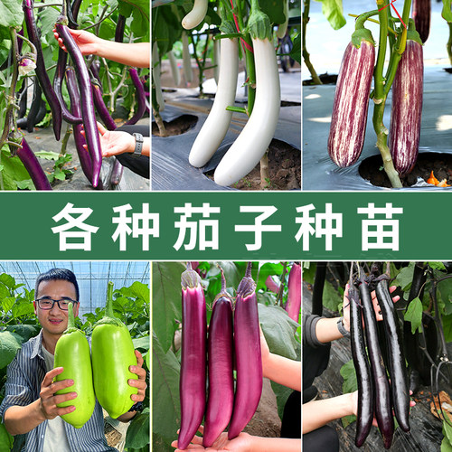 茄子苗绿长茄圆茄白烧烤茄秧四季蔬菜种子种籽秧苗菜苗孑大全嫁接